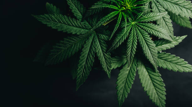 Financial reporting and compliance for cannabis companies